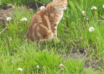 Котята Курильский бобтейл