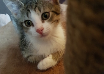 Котёнок в заботливые руки