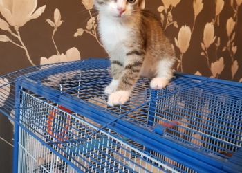 Котёнок в заботливые руки