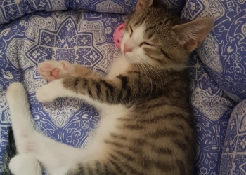 Котёнок в заботливые руки