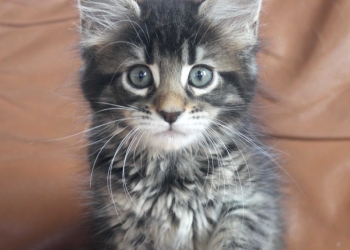 Супер мальчик Мейн-Кун