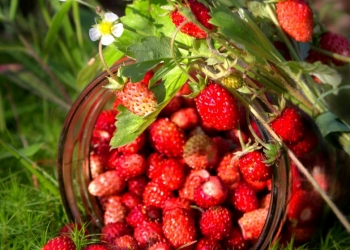 Земляника лесная