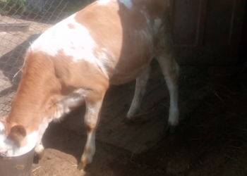 Продам телочку