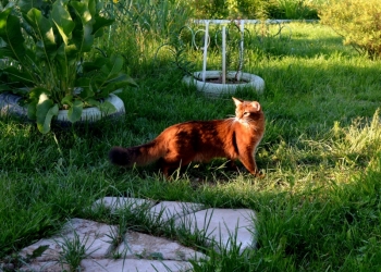 Сомали котики
