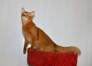 Сомали котики