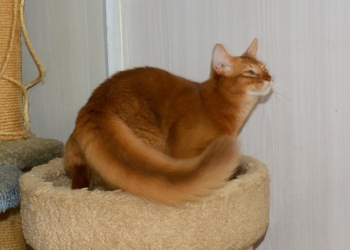 Сомали котики