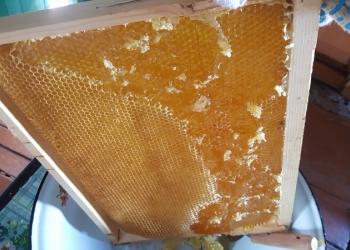 Мёд свежий