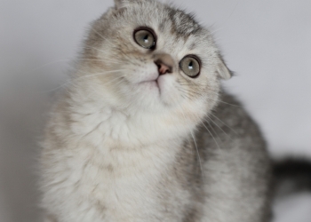 Шотландские котята из питомника