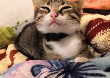 Котенок в добрые руки кастрация за мой счет
