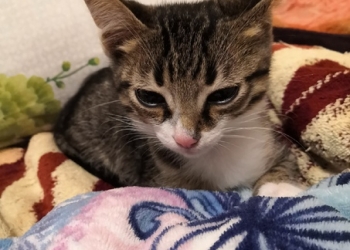 Котенок в добрые руки кастрация за мой счет