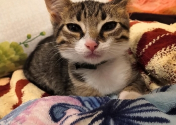 Котенок в добрые руки кастрация за мой счет