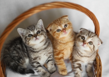 Шотландские котята из питомника