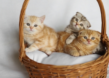Шотландские котята из питомника
