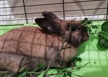 Декоративный кролик