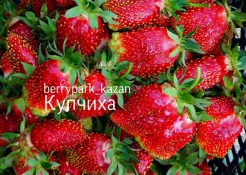 Рассада клубники, ирис, Бадан, хоста