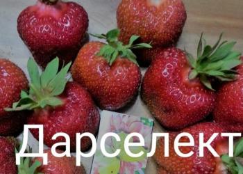 Рассада клубники, ирис, Бадан, хоста