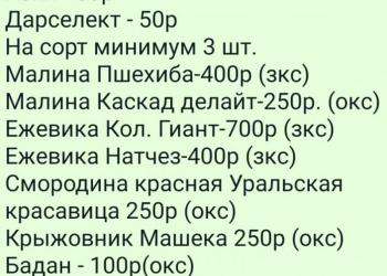 Рассада клубники, ирис, Бадан, хоста