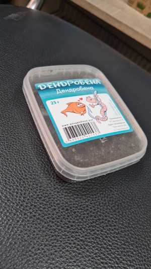 Червь Дендробена Венета