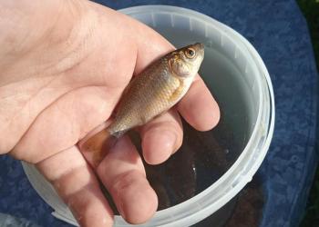 Рыба (карась)