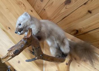 Чучело куницы