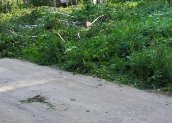 Снос, обрезка аварийных деревьев. Выкорчевка пней