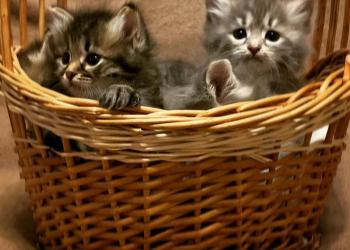 Чистокровные сибирские котята с питомника