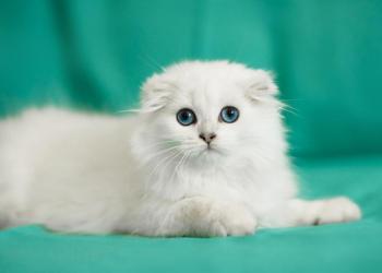 Шотландские вислоухие