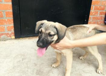 Отдам щенков