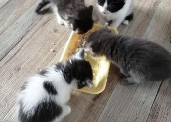 Отдам в добрые руки котят