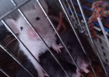 Декоративные крысята