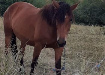 продам лошадь