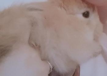 Декаративный кролик ? будет 1 год