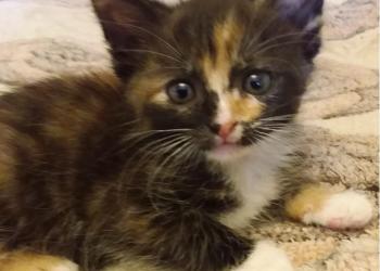 Домашние котята