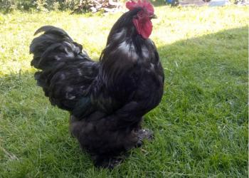 Продам петухов