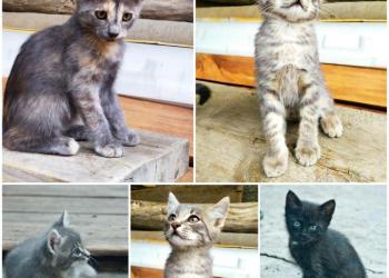 Котенок