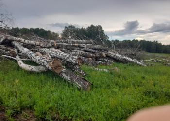 Береза, осина, сосна