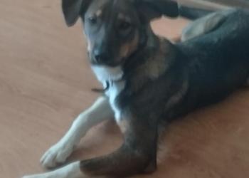 Щенок в дар