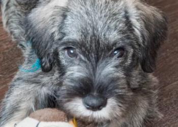 Щенок 3.5 месяца