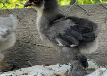 Продам подрощенных цыплят