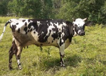 Продается корова