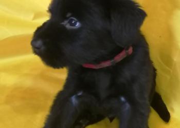 Щенки ризеншнауцера