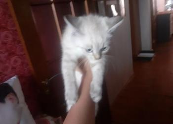 Одам котёнка даром