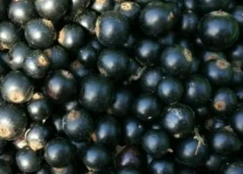 Сморолина черная