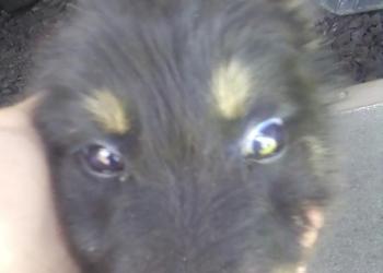 Потерялась собака