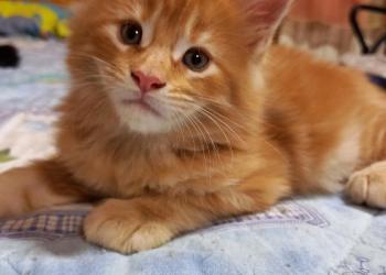 Котята мейн кун