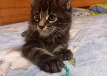 Котята мейн кун
