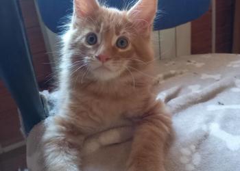 Котята мейн кун