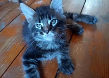 Котята мейн кун