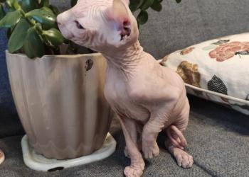 Котята сфинксы