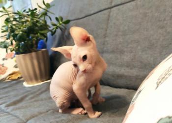 Котята сфинксы